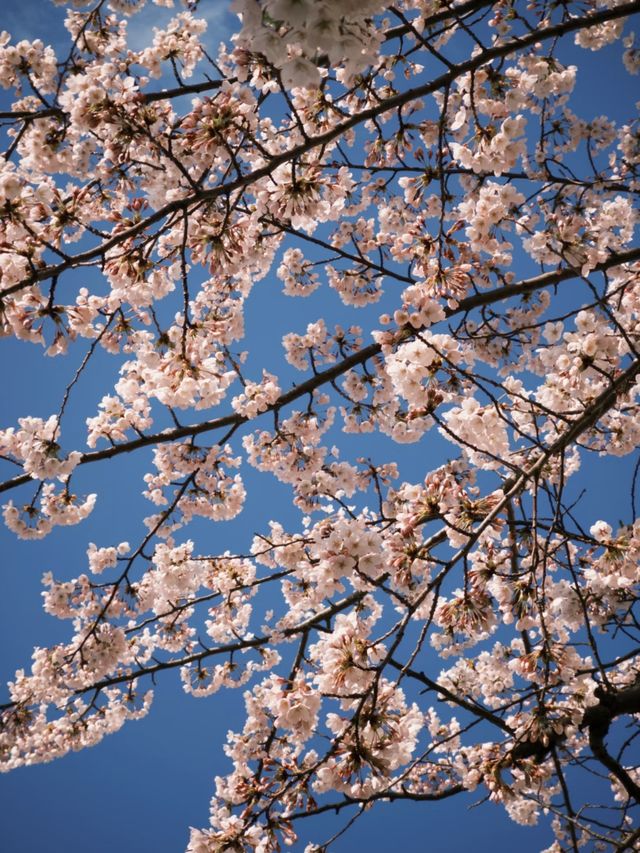 Blossoms by the Bay: Springtime in Hakodate