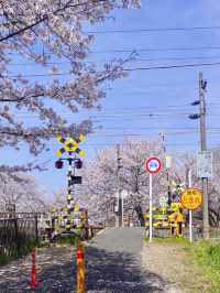 Nara's Saho River Cherry Blossoms: So Beautiful It Makes You Want to Cry 🌸✨