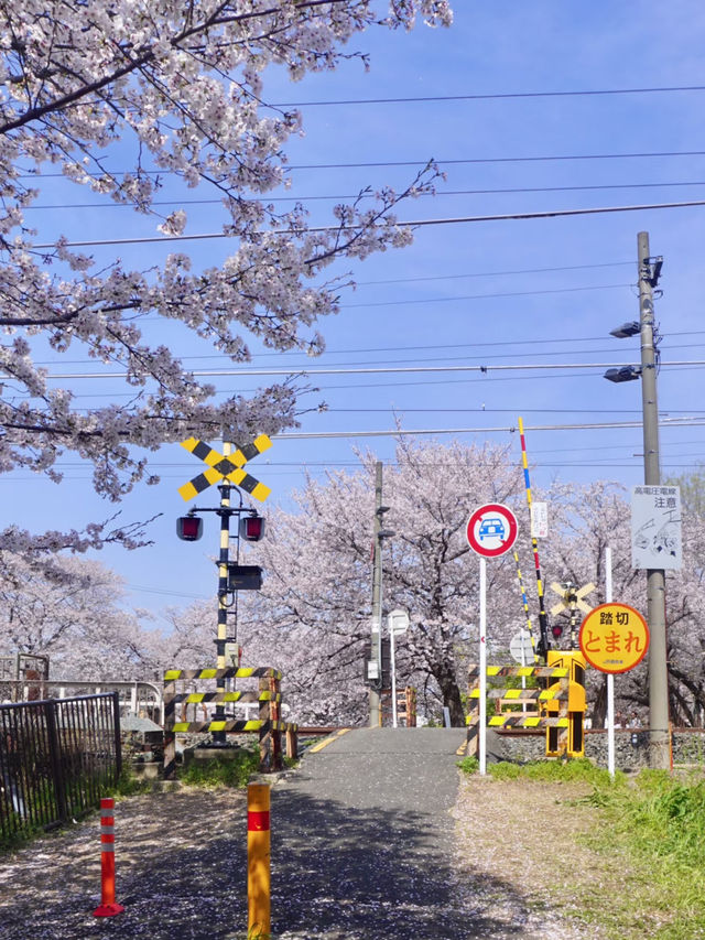 Nara's Saho River Cherry Blossoms: So Beautiful It Makes You Want to Cry 🌸✨