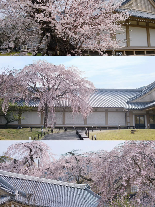 A Visit You’ll Regret Missing! Daigo-ji Temple in Kyoto is a True Cherry Blossom Paradise 🌸