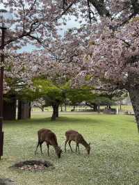 Nara’s Magic: Cherry Blossoms and Friendly Deer in Perfect Harmony