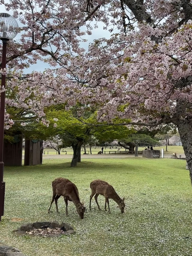 Nara’s Magic: Cherry Blossoms and Friendly Deer in Perfect Harmony