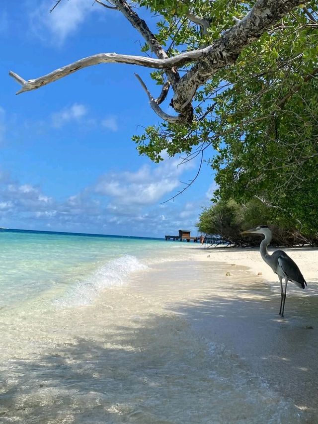 🏝️✨ Dive into Paradise: My Magical Journey in the Maldives! ✨🏝️