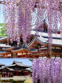 🌿✨ A Thousand Years of Serenity Between Fresh Green and Wisteria: Byodo-in Phoenix Hall, Uji 🌸🏛️