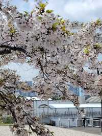 “Blossoms of Tomorrow: Springlight in Odaiba”
