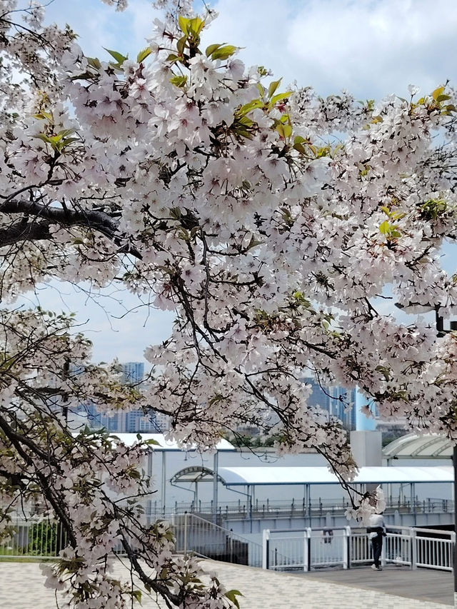 “Blossoms of Tomorrow: Springlight in Odaiba”