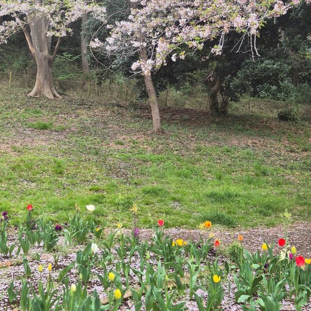 고요한 아침 정원에서 즐기는 도쿄 숨은 벚꽃 명소