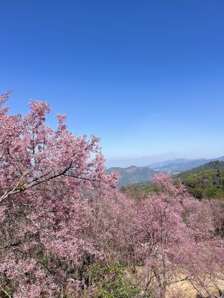 태국의 벚꽃 '파야 시어 크렁'