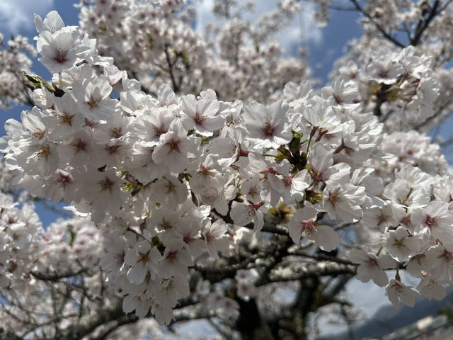 絕美的嵐山森林🌳