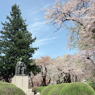 A 350-Year-Old Cherry Blossom Wonderland