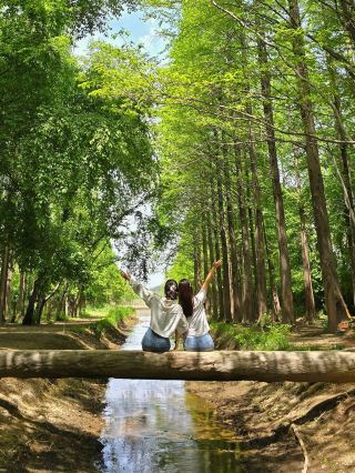경주에서 제일 좋았던 무료 산책 정원 외나무 포토존 놓치지마세요🌳