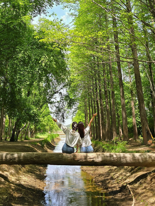 경주에서 제일 좋았던 무료 산책 정원 외나무 포토존 놓치지마세요🌳
