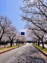 Floral Gateway to the Sea: Sakura Avenue’s Grand Welcome