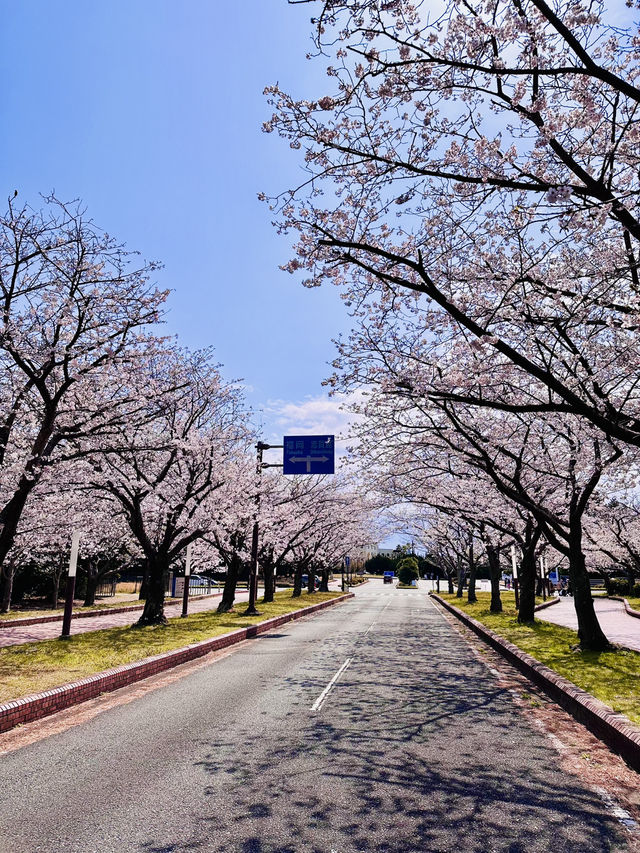 Floral Gateway to the Sea: Sakura Avenue’s Grand Welcome