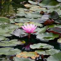 Late Summer Serenity – A Royal Botanical Gardens Experience