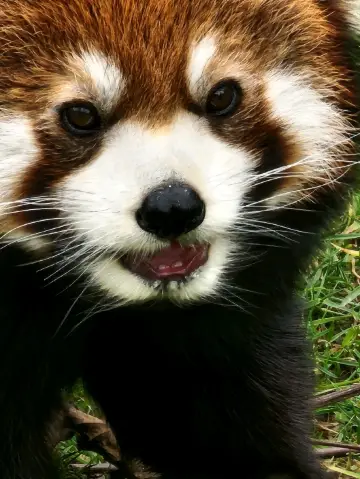 From pandas to giraffes, an urban animal experience