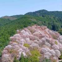 Cherry Blossom Heaven on a Hill