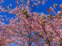 山林中的粉紅秘境：寶山二集團櫻花公園🌸