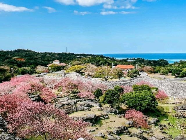 沖繩賞櫻-今歸仁城跡，日本百大名城的美麗與哀愁。