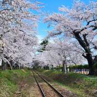 Cherry Blossoms, Lakeside Vibes, and Pure Chill
