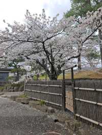 Sakura with Matsumoto Castle