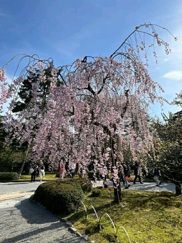 Kenroku-en Garden: A Timeless Cherry Blossom Experience in Kanazawa