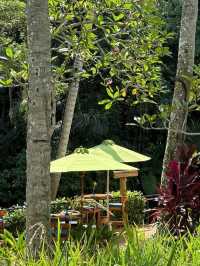 🍽️ A Feast in the Forest – Dining at Four Seasons Resort Bali at Sayan