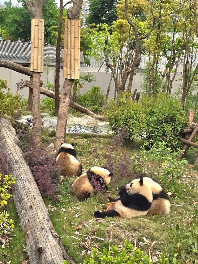 熊貓粉絲必到景點