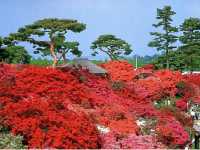 Tsutsujigaoka Park – Tokyo’s Springtime Bloom Spot