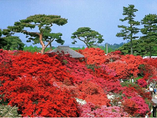 Tsutsujigaoka Park – Tokyo’s Springtime Bloom Spot