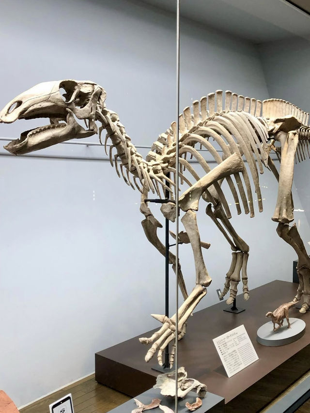Winter Wonders in Fukui – Temples, Dinosaurs & Peaceful Shrines 