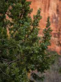 Thrill and Views on the Angels Landing Trail