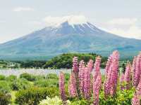 Epic Spring Mt. Fuji Framed by Sakura at Chureito Pagoda