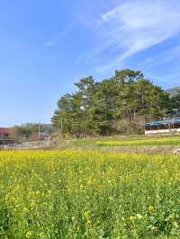 경주 유채꽃 카페 💛