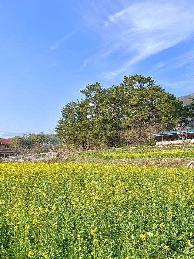 경주 유채꽃 카페 💛