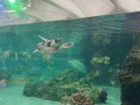 【鴨川シーワールド｜千葉・鴨川】 シャチに会える、日本でも数少ない水族館