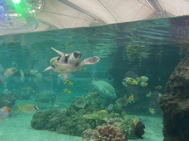 【鴨川シーワールド｜千葉・鴨川】 シャチに会える、日本でも数少ない水族館