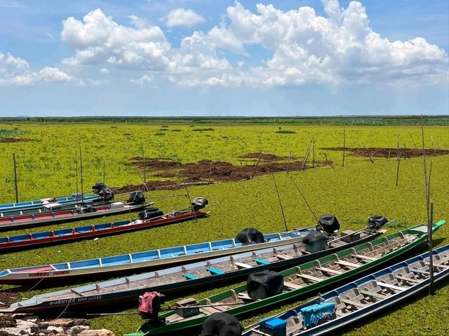 Nature's Symphony at Thale Noi Wetlands