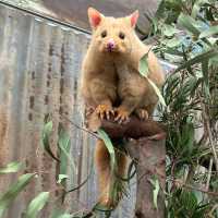Wild Encounters at Caversham