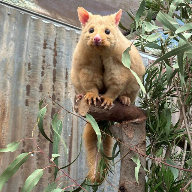 Wild Encounters at Caversham