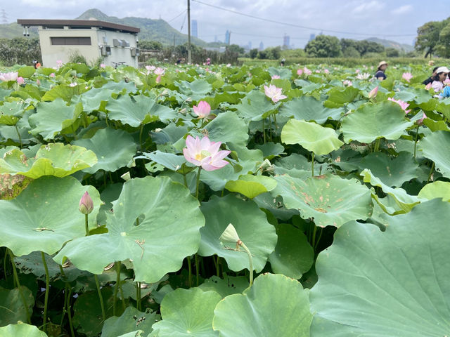 端午節好去處🌟🪻鳳眼藍池塘✨隱世賞花美景
