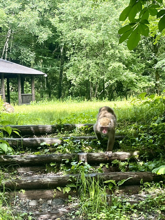 Summer Trek Through Kamikochi’s Alpine Wonderland