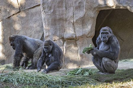 聖地亞哥動物園