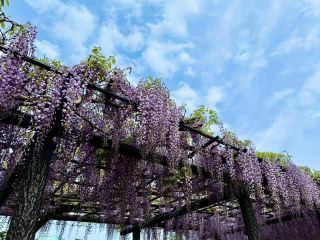 風に揺れる藤の花 - 水郷潮来あやめ園