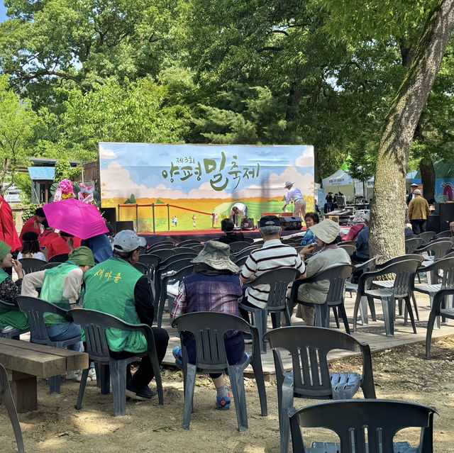 서울근교 양평 황금빛 밀밭 산책