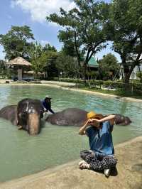 🐘코끼리랑 놀아볼래?🇹🇭