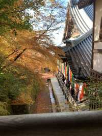 【京都🇯🇵】紅葉🍁が美しい秋の永観堂へ