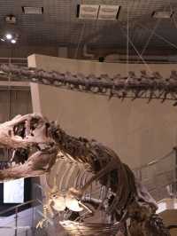 A Journey Through Time and Discovery – My Visit to the National Museum of Nature and Science, Tokyo
