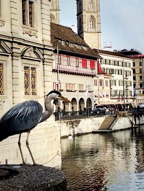 Summer Stay at Hotel Bristol, Zurich – Central Comfort with Swiss Charm