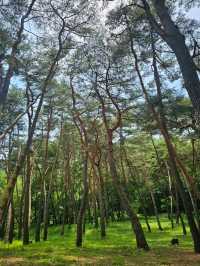 Yeongwol Is Nature Therapy